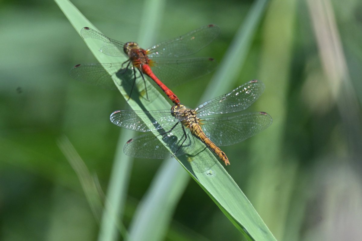 Ian Philip Misselbrook tweet media