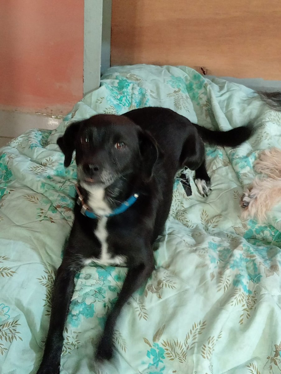 VIBRAmascotas's tweet photo. Estrellita, 2 años aprox, talla chica-mediana , súper tranquila, convive con otros perros 
#rt #CiudadDeMéxico #AdoptaNoCompres #adoptable wats 5548724347 https://t.co/ucfX15QLoU