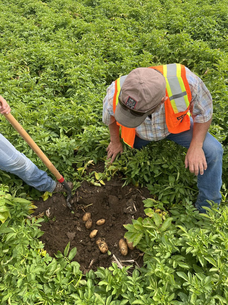 cpfarmsltd's tweet photo. Great couple of days in the Columbia basin in Washington. Hot AF but great group of guys to learn and network with. Thanks to our host @McCainFoodsUSA and the local growers for showing us how to get 800cwt/ac yields 😉 https://t.co/KMbHuMRCvd