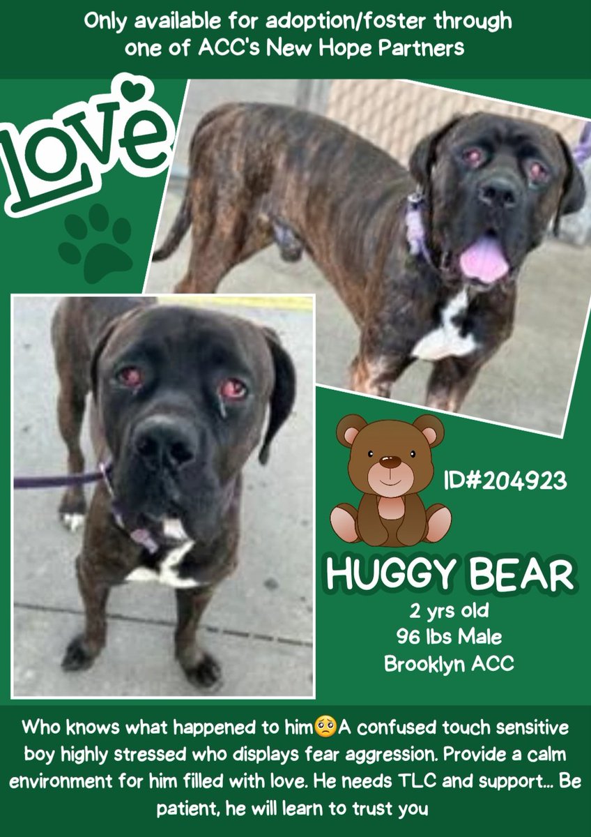 's tweet image. 💞Huggy Bear💞
▪️New Intake #204923 2y
#NYCACC #NYC

New Hope Rescue Only
▪To #Foster:
▪️Pls DM:
@CathyPolicky
+
NYC:
nycacc.app/browse/204923

▪Live in N.East
▪No kids under 13

Tysvm
💗Huggy Bear