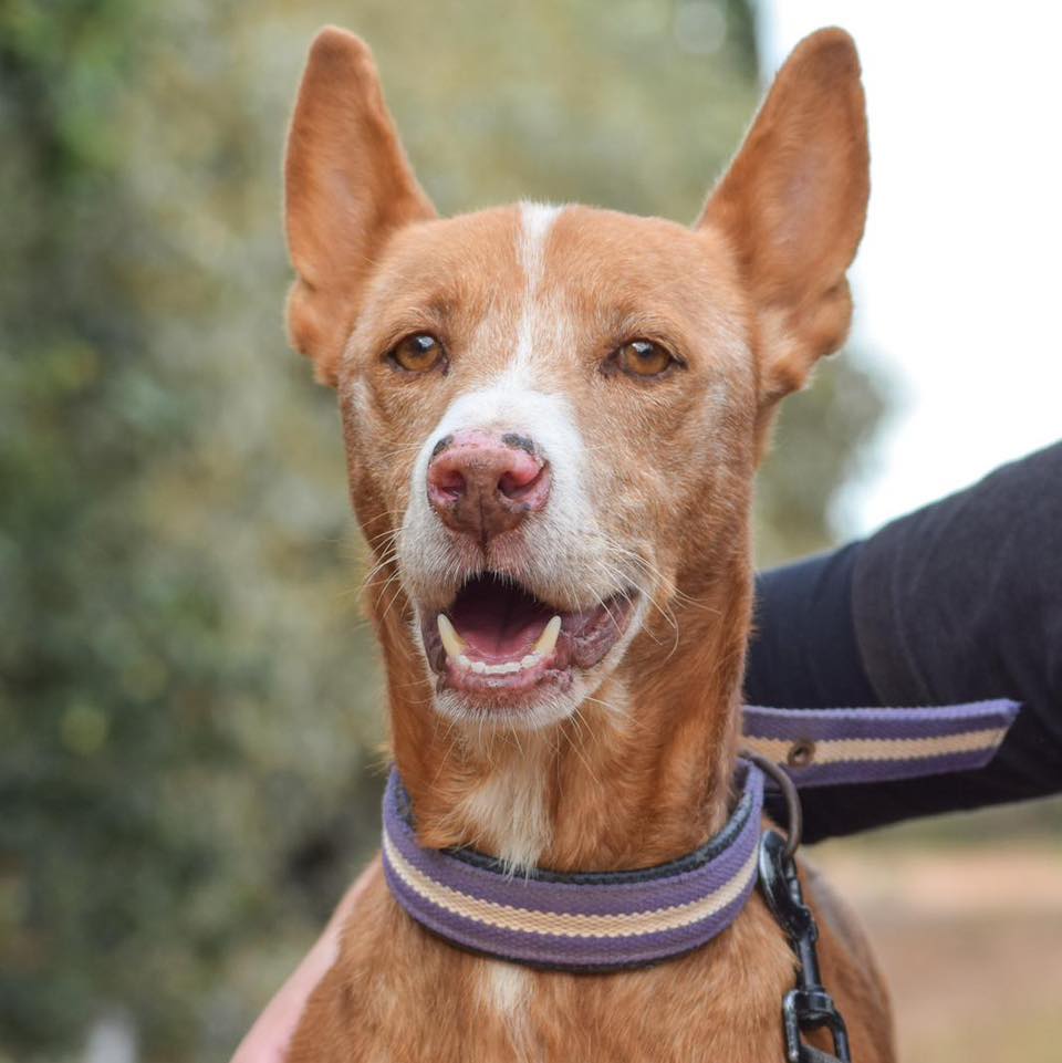 SosAbuelos1's tweet photo. #Valencia
Contacto; WhatsApp 661864808 // 662366480 // adopciones@protectoramodepran.com
#PONDE ya es un abuelito. En la mirada se le nota que la edad le ha dado sabiduría y calma.
Es un perrito amable, tranquilo, muy sociable con las personas y muy, muy bueno.
Compatible también, tanto con machos como con hembras.
Busca una familia maravillosa (como él), para compartir el resto de su vida.