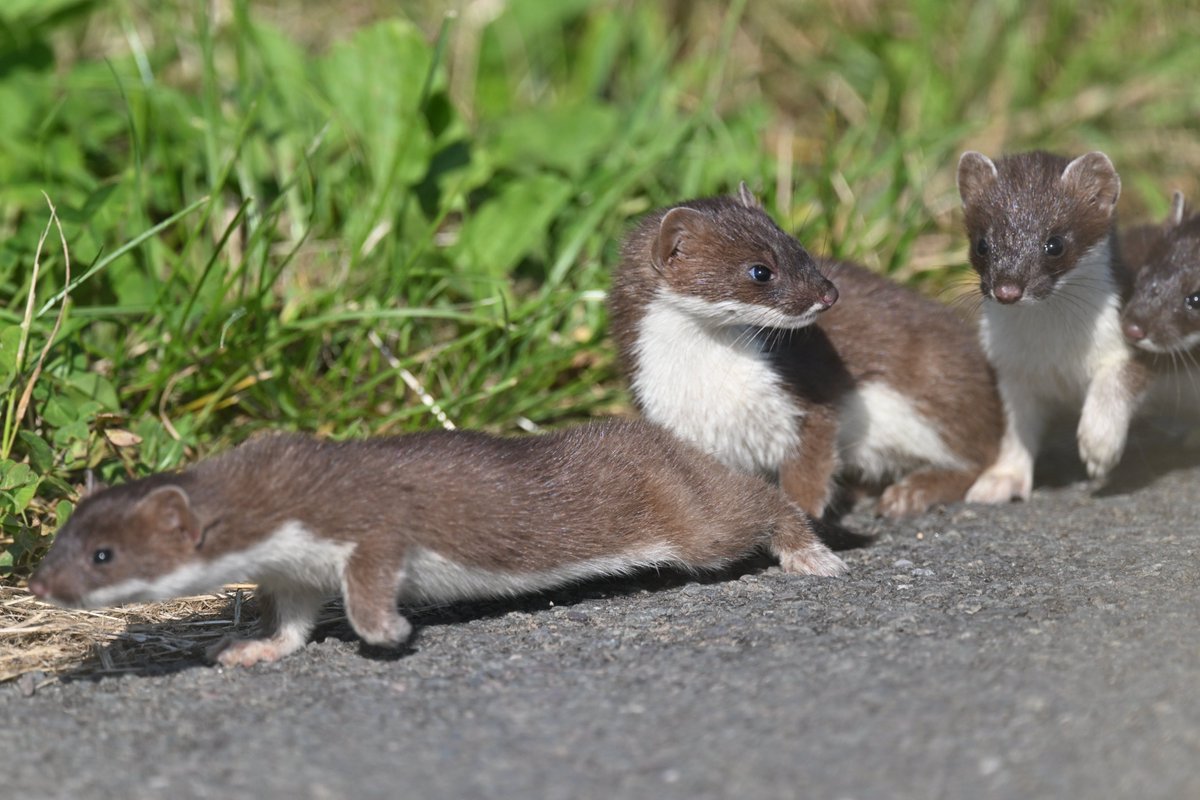 Ian Philip Misselbrook tweet media