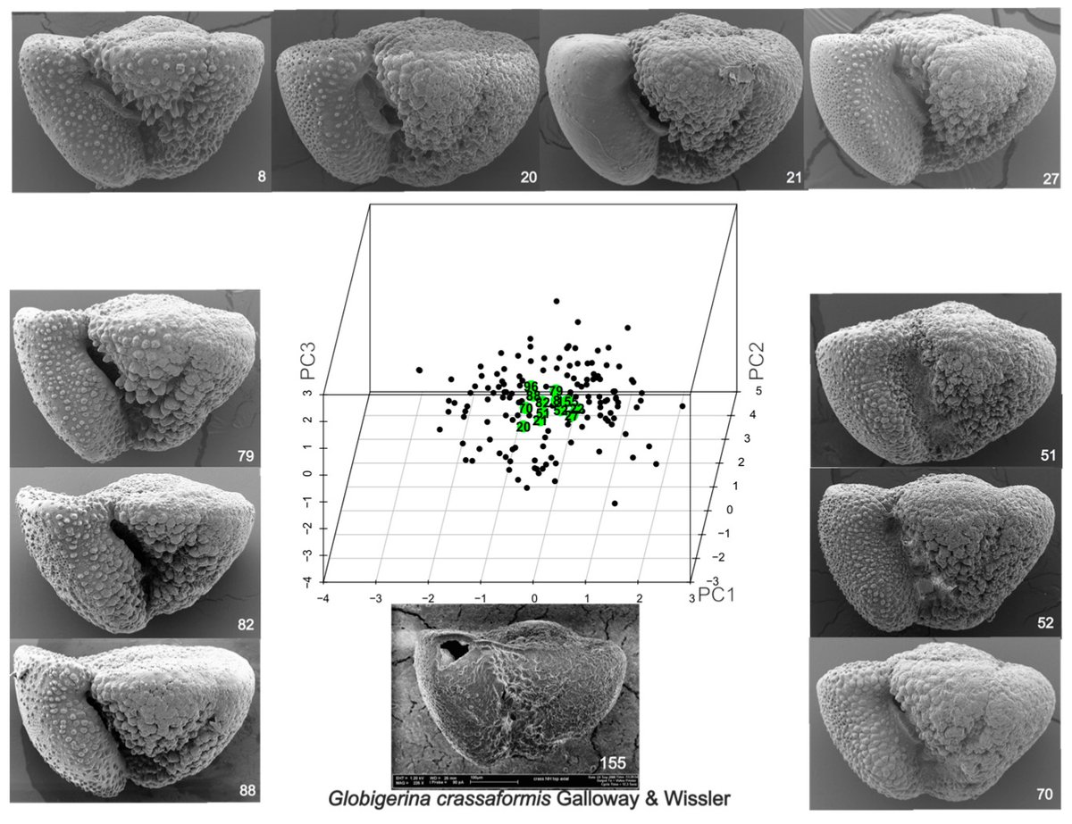 ForamsNews tweet media