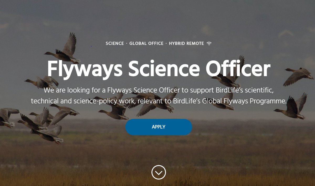 Come and join BirdLife's Global Science Division: we're looking for a Flyways Science Officer to support our work on migratory species. birdlifeinternational.teamtailor.com/jobs/4757568-f…