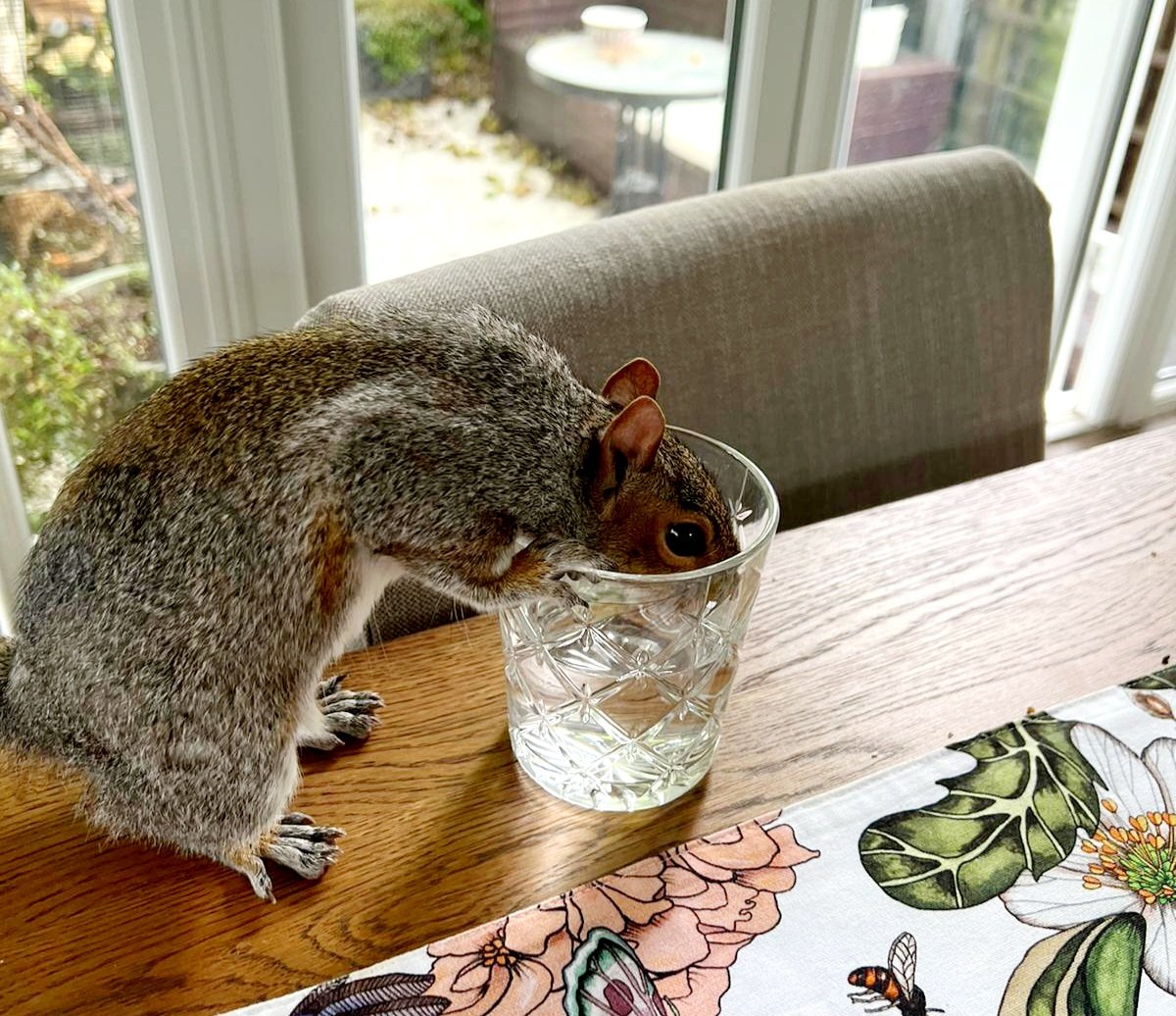 IN THE HOT WEATHER, PLEASE REMEMBER WATER FOR WILDLIFE! I am not saying copy exactly this system LOL, but animals do appreciate extra water in hot conditions. :)