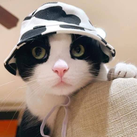 L3NIZ's tweet photo. @cryptojourneyrs @MooCatSolana $MooCat https://t.co/8bBYNujNTE