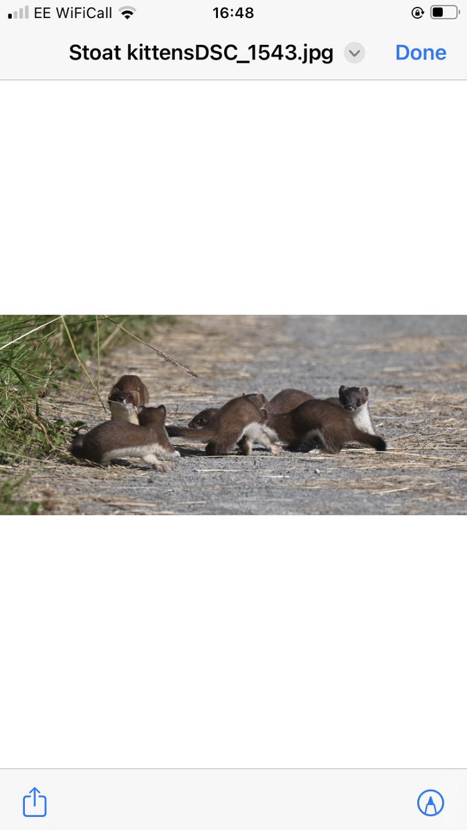 IPMisselbrook's tweet image. A family of stoats at #RSPB Frampton Marsh today.