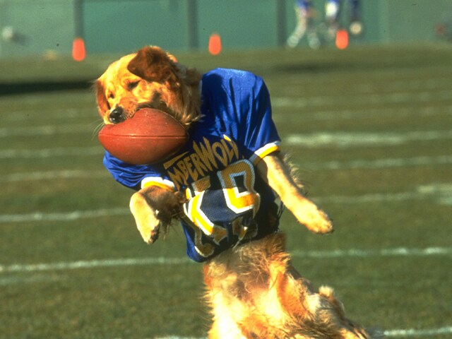 Chomper490's tweet photo. @RGIII @AdamSandler Air Bud had a great run https://t.co/02kAaPIPcM