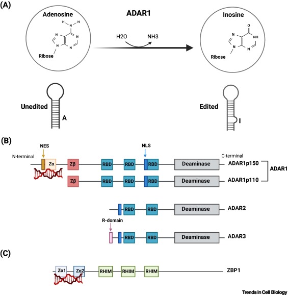 ADAR1: from basic mechanisms to inhibitors dlvr.it/T9plHS