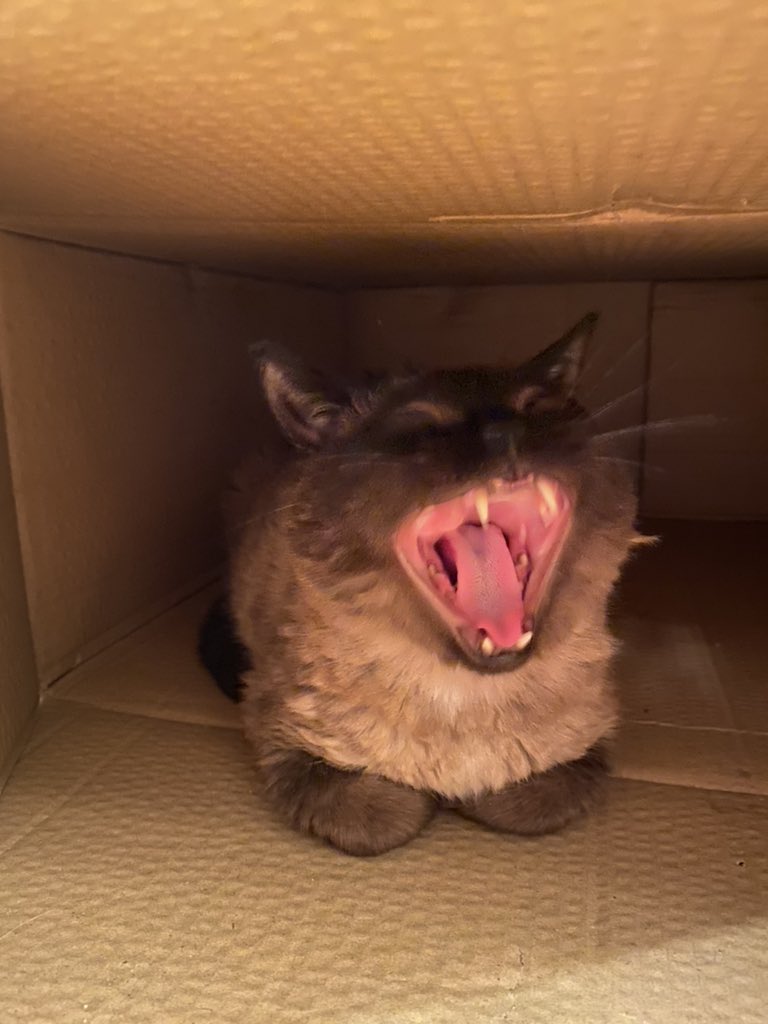 ForeverKitten's tweet photo. #fangfriday https://t.co/j7v2k1g5rQ