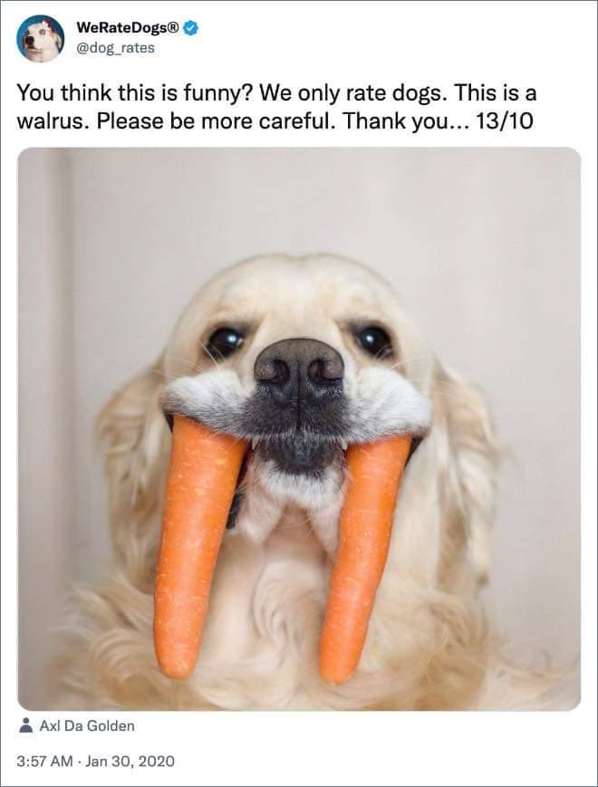 answersinreason's tweet image. I Am The Walrus!
#WeRateDogs 

Who doesn't love a dog and some humour? - Check Out We Rate Dogs!