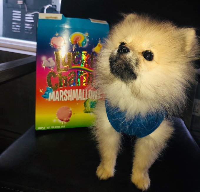 I just want to share a pic of Ollie when he was still a baby (1 year old) ❤️🐾 That&rsquo;s all. Have a great<a href="/tag/coffeewithnikki"class="tags"><span>#coffeewithnikki</span></a>