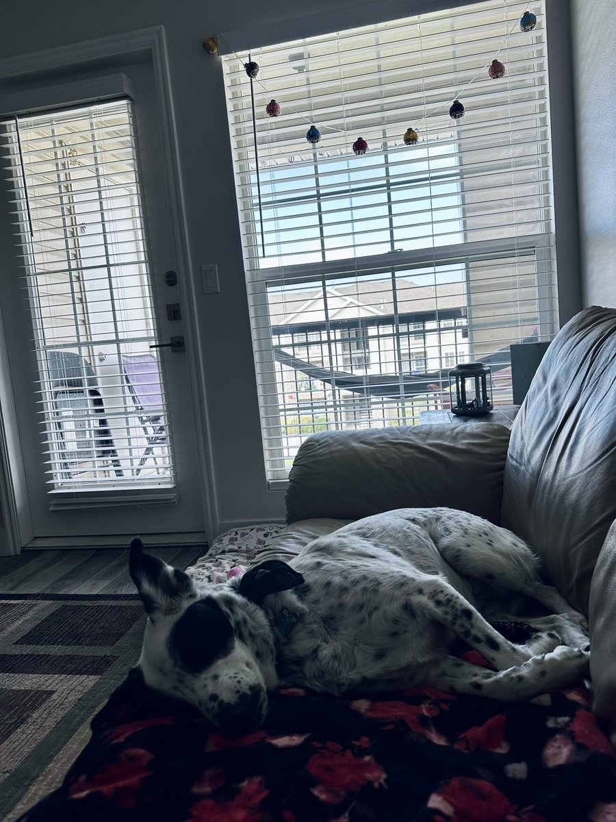 RiotBarks's tweet photo. lazy morning https://t.co/SIXCcqz8m8