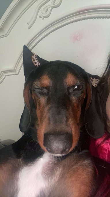 My daughter's dog, Gibby says "sup, with a wink" &amp; don't forget to donate to our IVF go fund me at https://t<a href="/tag/doggie"class="tags"><span>#doggie</span></a><a href="/tag/dachshund"class="tags"><span>#dachshund</span></a><a href="/tag/weinerdog"class="tags"><span>#weinerdog</span></a><a href="/tag/rainbowbaby"class="tags"><span>#rainbowbaby</span></a><a href="/tag/pregnancyloss"class="tags"><span>#pregnancyloss</span></a>