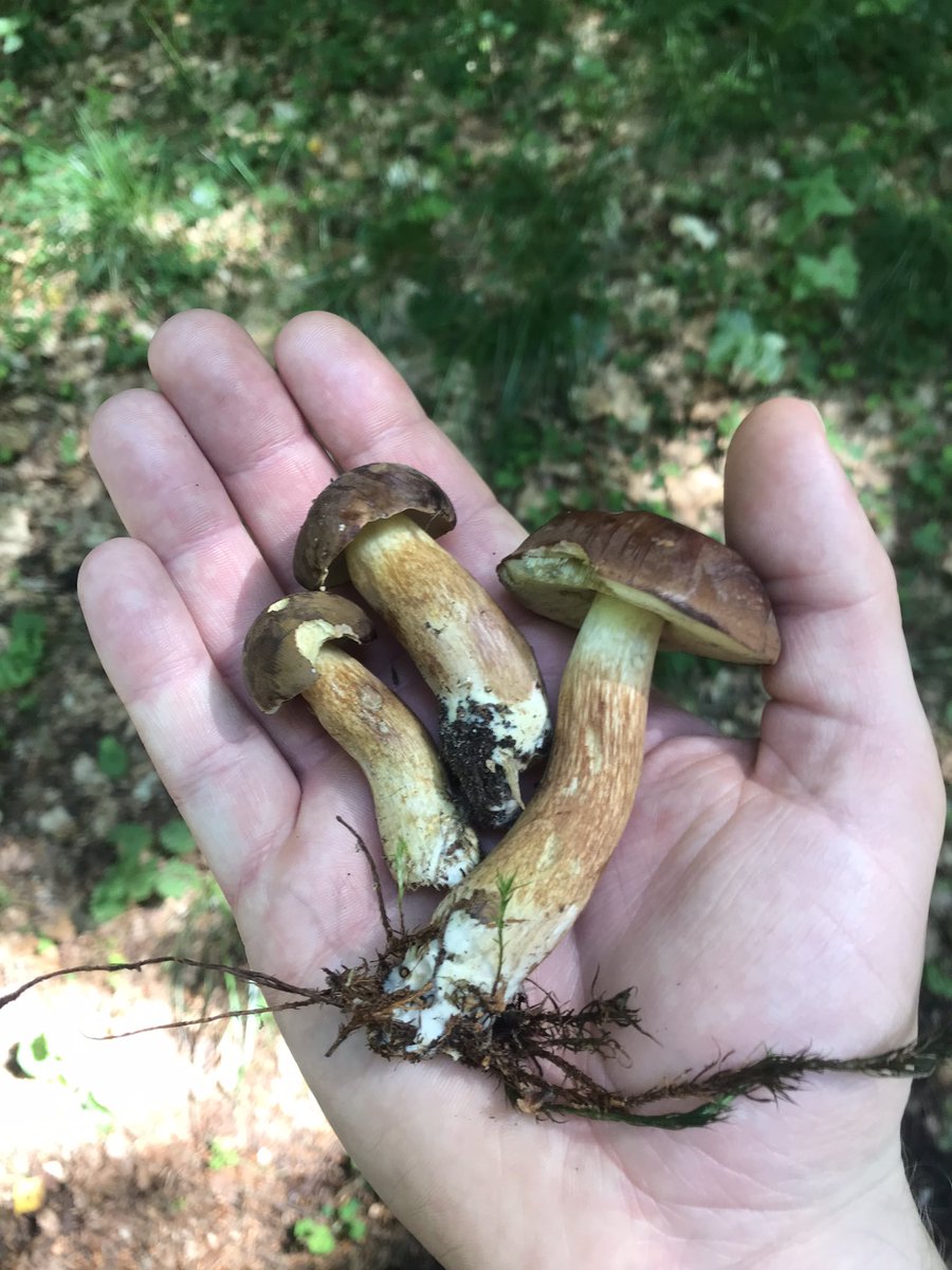 AHespPoet's tweet photo. A day foraging in the forest https://t.co/724qHnY0HP