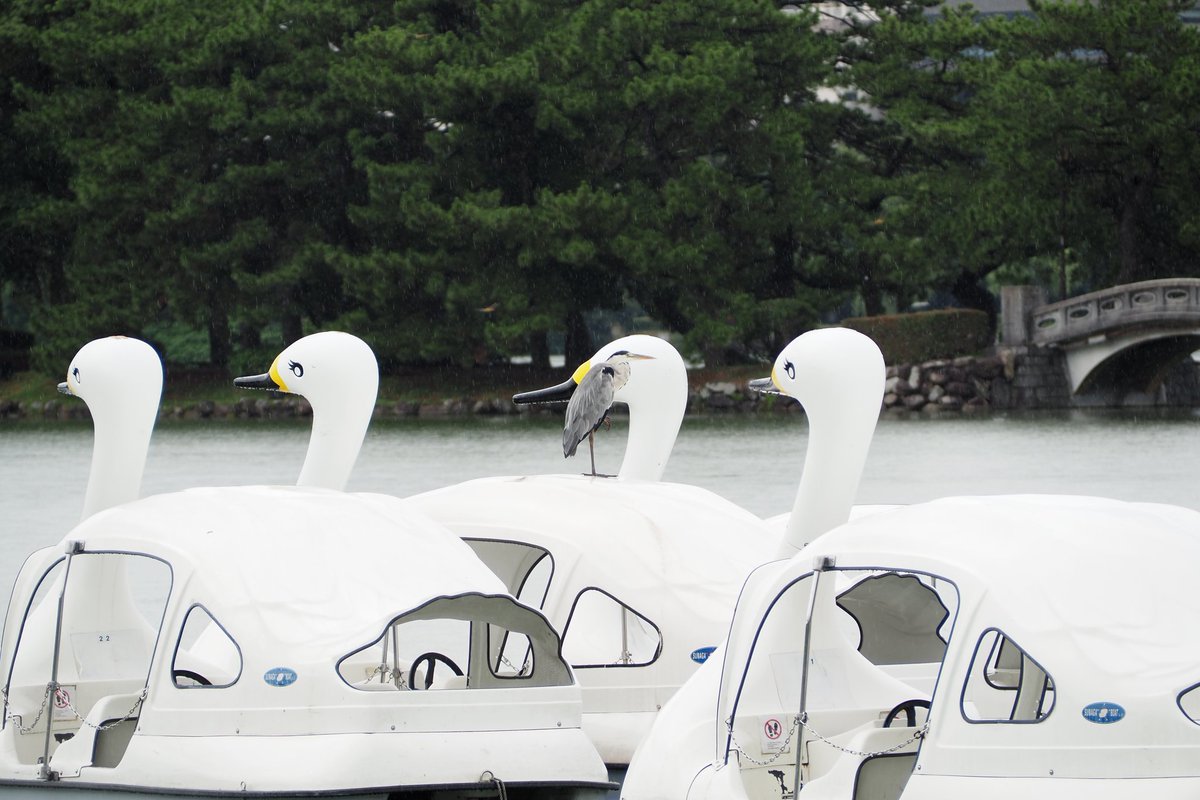 S_Shigle's tweet photo. 博多、大濠公園。 https://t.co/S4rU7merSA
