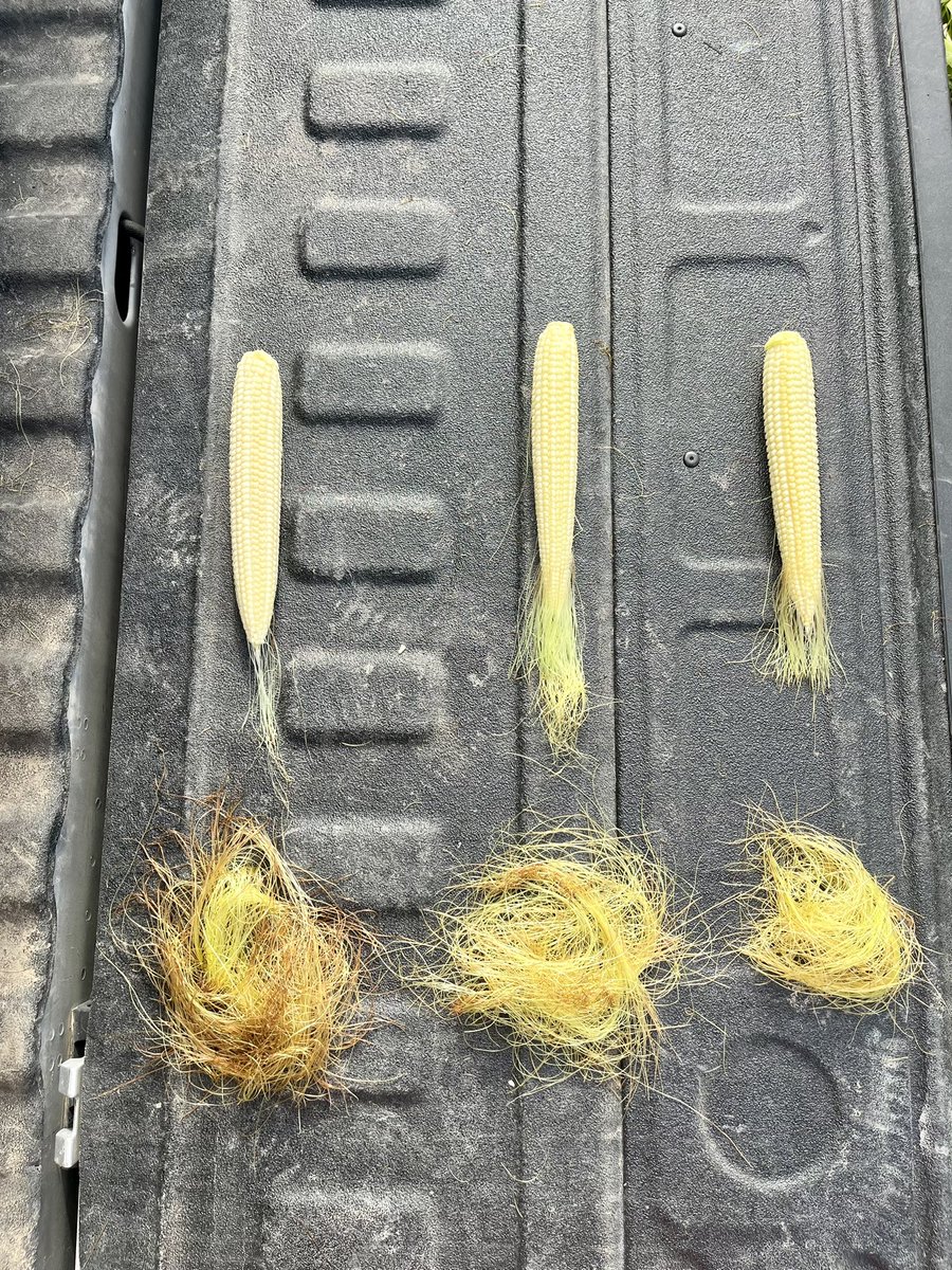 Scouting is important. Japanese beetle can be an issue during corn pollination if not at least 50% pollinated. 

#corn #pollination #bayer #nebraska #scout #insecticide #japanesebeetle #nomnomnom