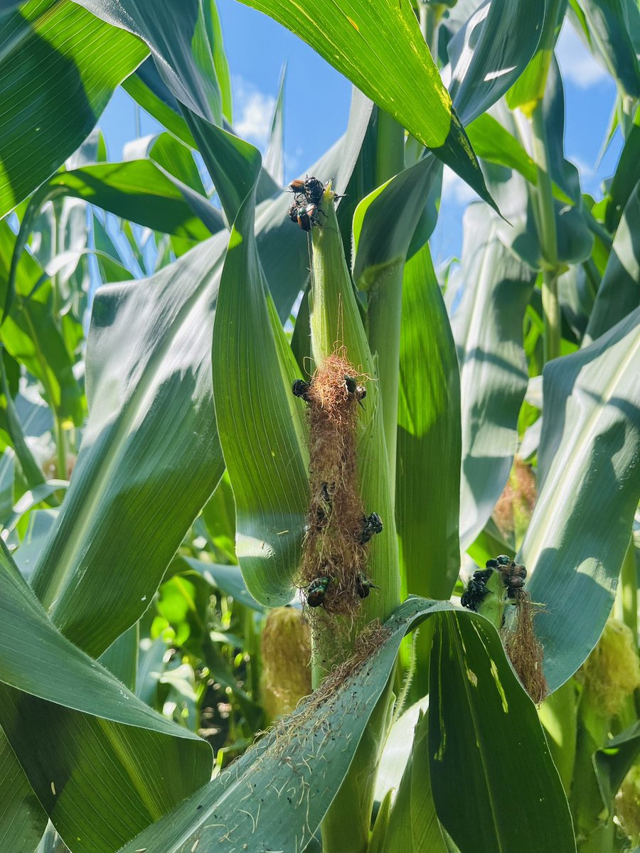 Bayer CS Technology Development - Central Plains tweet media