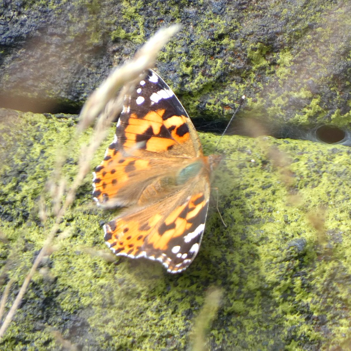 Mel Rowell 🦖 (@mel_rowell) on Twitter photo Twite, common sandpiper and painted lady butterfly on Rishworth Moor. Thanks for likes, retweets,, comments <a href="/Natures_Voice/">RSPB</a> <a href="/NatureUK/">NatureUK</a> <a href="/ThePhotoHour/">#ThePhotoHour</a> <a href="/Hudds_BWC/">Hudds BWC</a> <a href="/savebutterflies/">Butterfly Conservation 🦋</a> Twite, common sandpiper and painted lady butterfly on Rishworth Moor. Thanks for likes, retweets,, comments <a href="/Natures_Voice/">RSPB</a> <a href="/NatureUK/">NatureUK</a> <a href="/ThePhotoHour/">#ThePhotoHour</a> <a href="/Hudds_BWC/">Hudds BWC</a> <a href="/savebutterflies/">Butterfly Conservation 🦋</a>