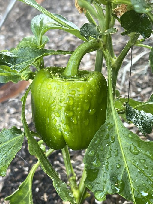 Current going ons in my garden 😌 https://t.co/ytnqtbhL6N