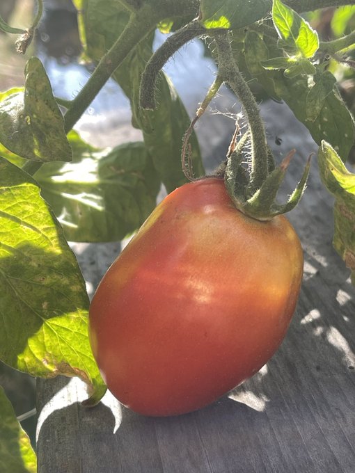 Current going ons in my garden 😌 https://t.co/ytnqtbhL6N