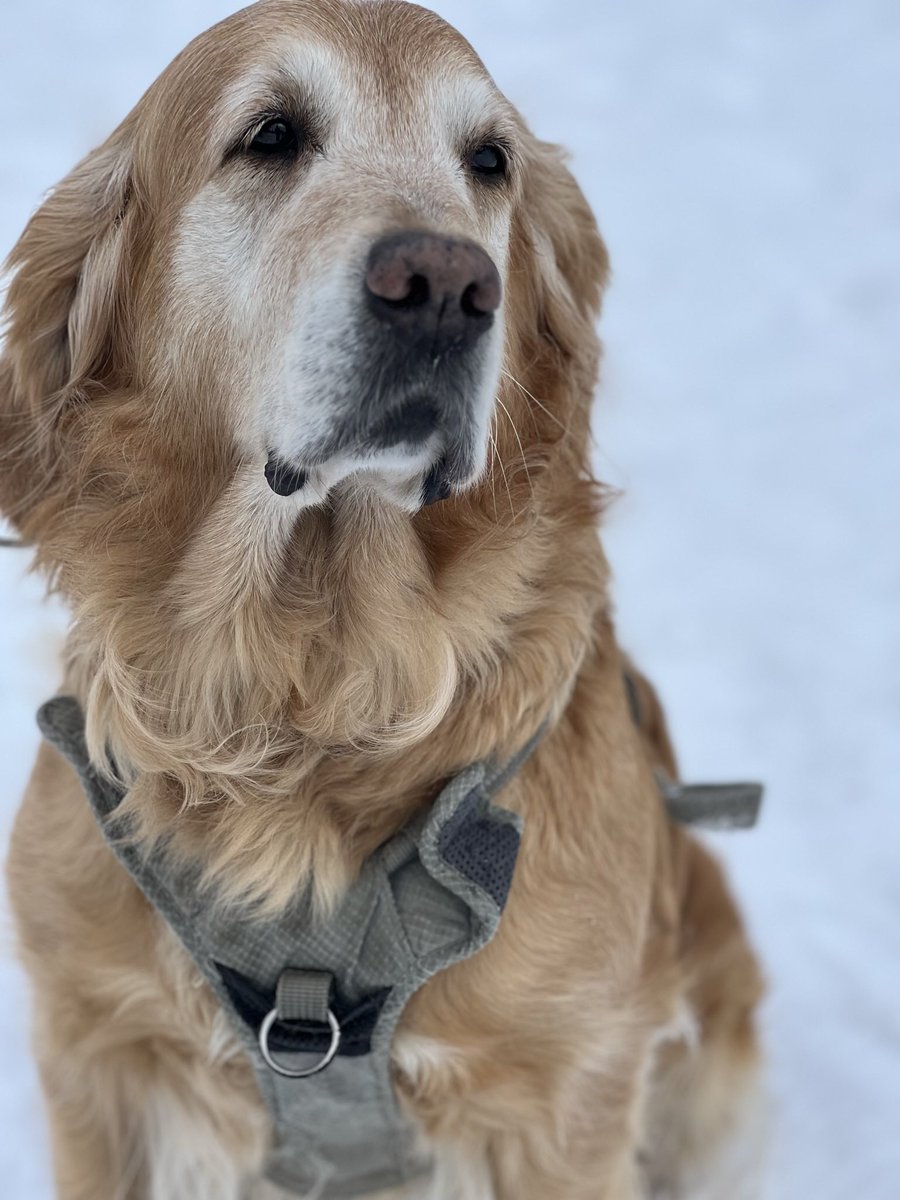 Mikael Pawlo tweet media