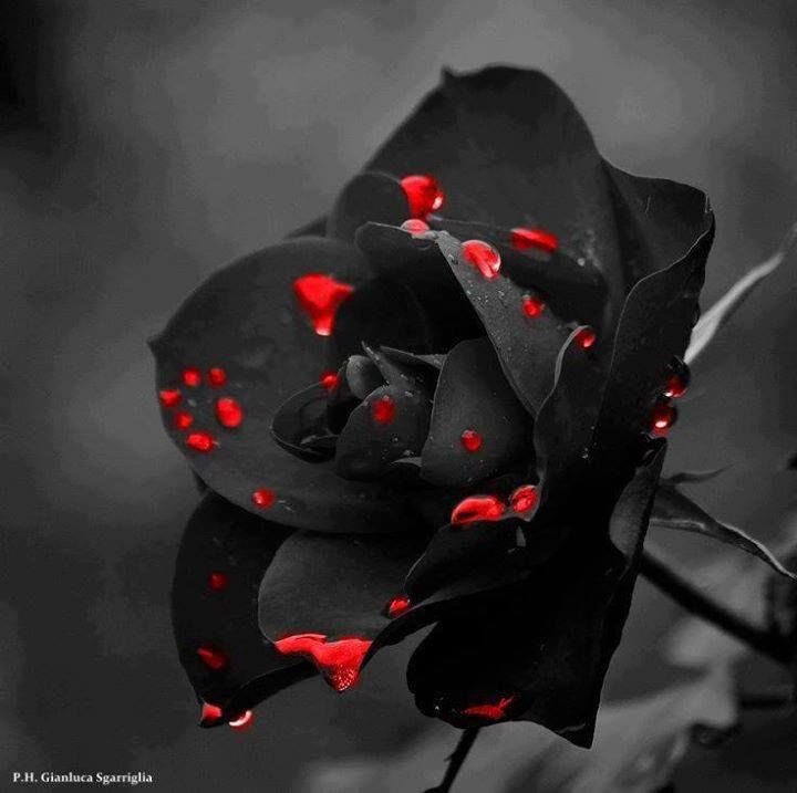 Saints N Sinners Black Dagger Brotherhood RPG Pimp tweet media