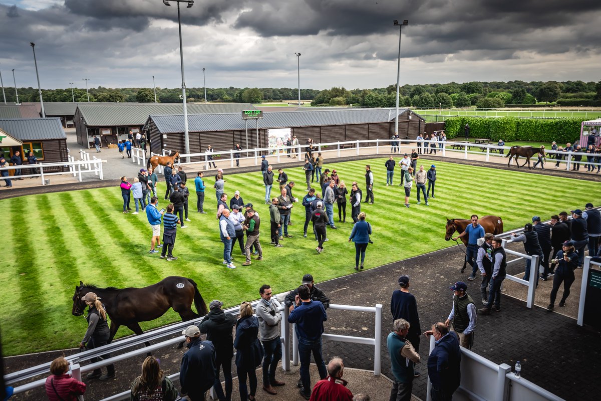 rpbloodstock's tweet photo. “Premier has a proud history of elite horses coming from its ranks."

Check out the catalogue for the 2024 Goffs UK Premier Yearling Sale 👉  https://t.co/bso2U2yaYp https://t.co/ri05M6yU23