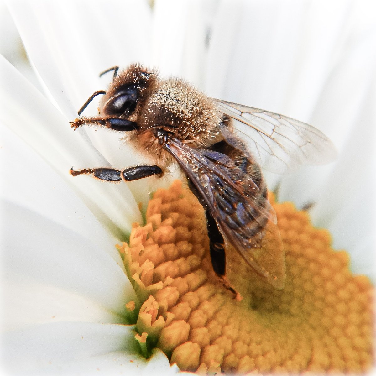 LaDaemonia's tweet photo. 〰️🐝〰️
#Fotografie #photography #photographylovers #photogram #photooftheday #naturfotografie #naturephotography #biene #bee #wildlife #wildlifephotography #makro #macro #bieneaufblüte #beeonflower #makro_biene #macro_bee #makro_foto #macro_insects #savethebees #rettetdiebienen https://t.co/d2eXntwTHk