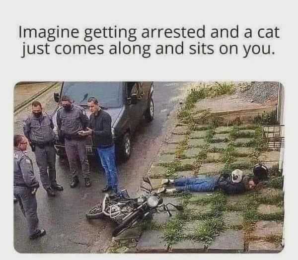 WholesomeMeme's tweet photo. https://t.co/X8MjhGqipJ