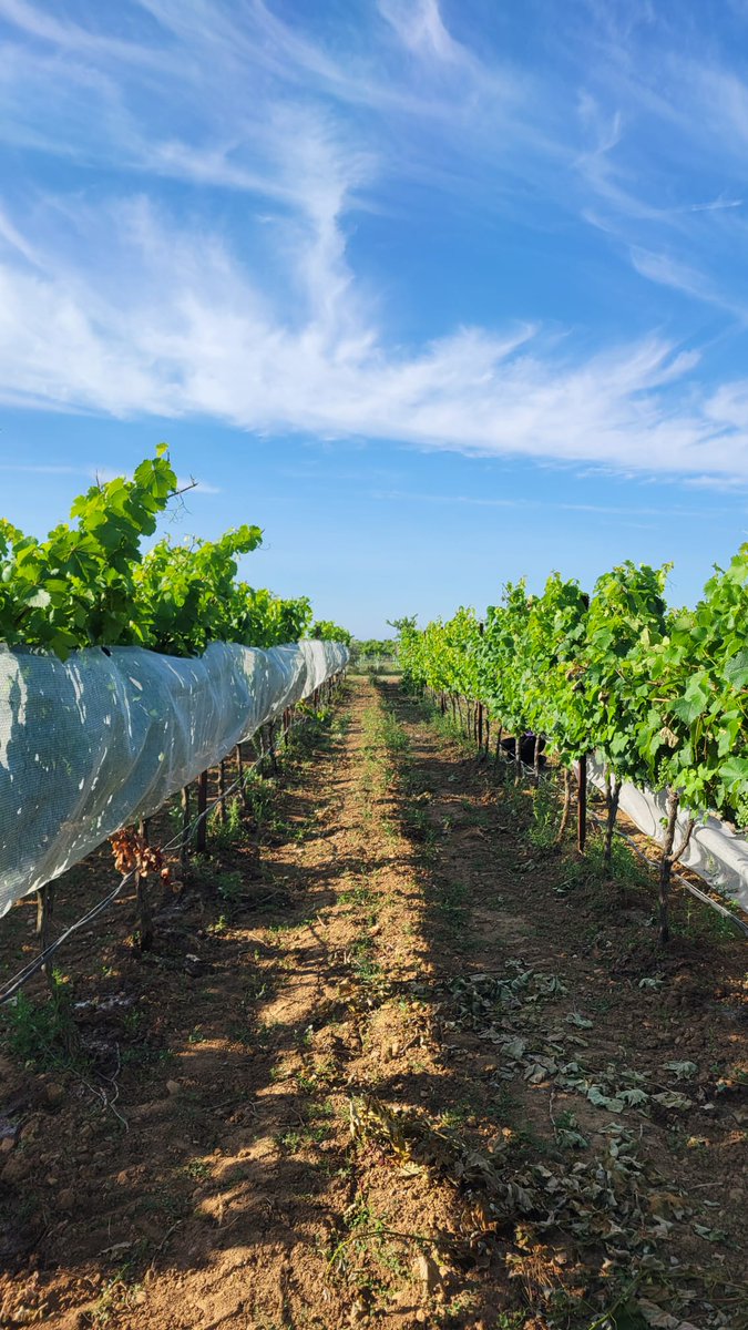 vitisad's tweet photo. Red de sombreado para proteger ⛱️al 🍇 de las altas temperaturas ☀️🌡️ en la variedad Graciano 🍇
Ensayo de #EVENA en #Olite #Navarra
#VITISAD2 @CTPPOCTEFA https://t.co/jBTVgWj8BU