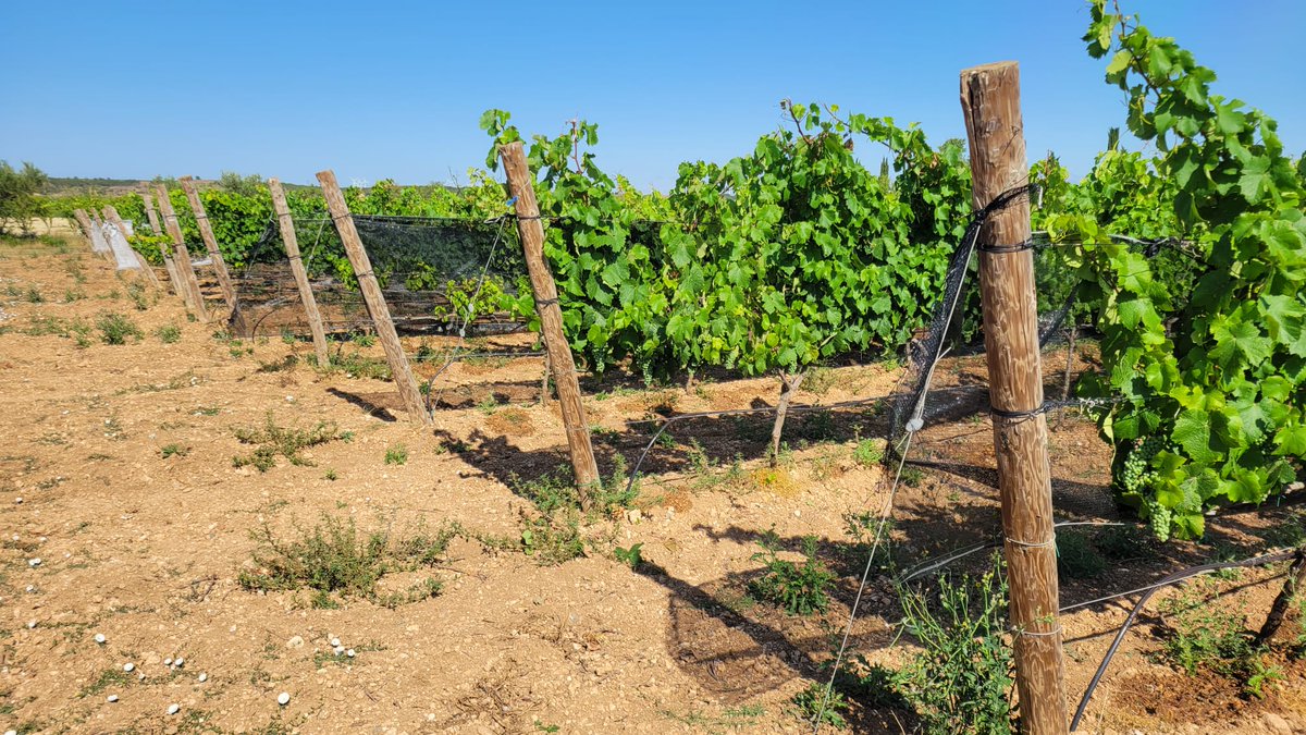 vitisad's tweet photo. Red de sombreado para proteger ⛱️al 🍇 de las altas temperaturas ☀️🌡️ en la variedad Graciano 🍇
Ensayo de #EVENA en #Olite #Navarra
#VITISAD2 @CTPPOCTEFA https://t.co/jBTVgWj8BU