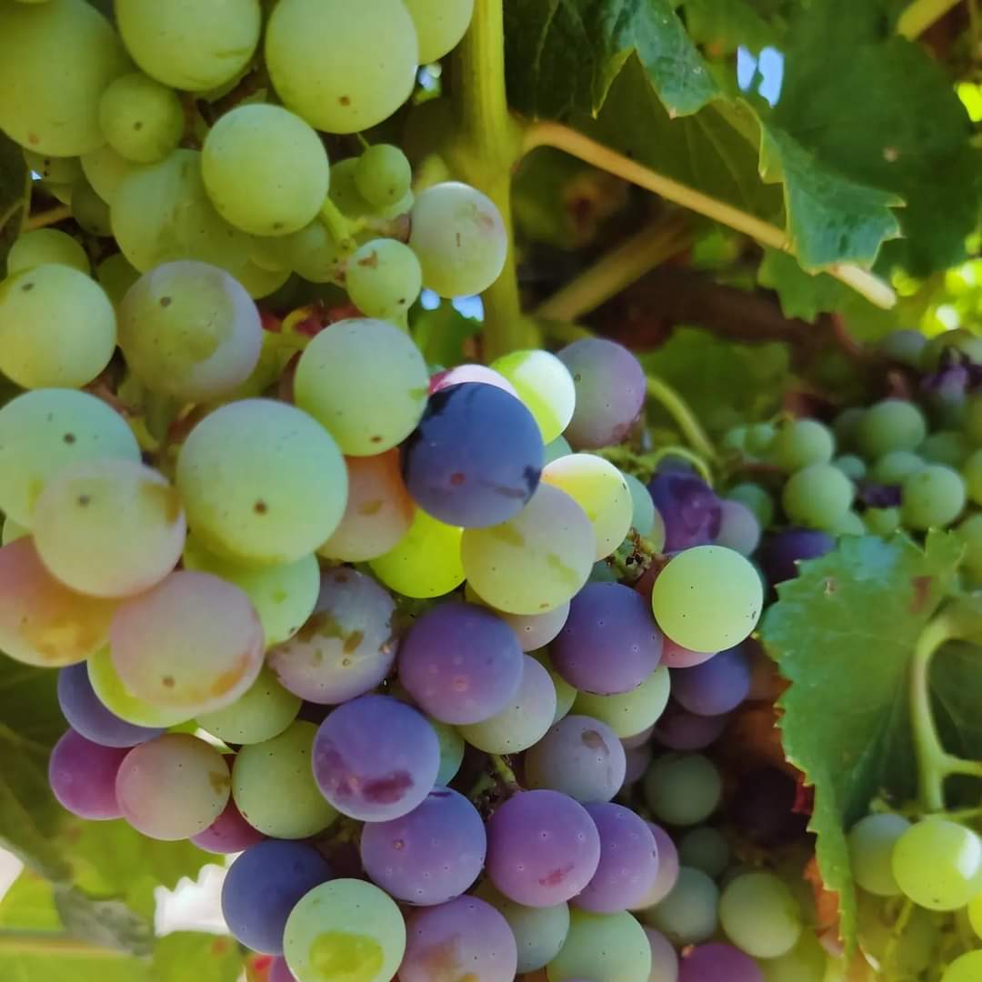 soledadcoope's tweet photo. Comienza el envero, una importante etapa fenológica de nuestras uvas.

#vino #winelovers #wine #españa #spain #Toledo #spain #envero #verano #julio #Fuensalida #sol https://t.co/l1O4qDQUM9