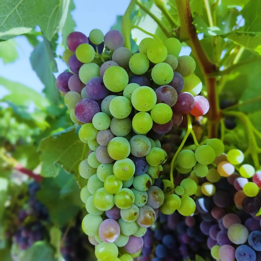 soledadcoope's tweet photo. Comienza el envero, una importante etapa fenológica de nuestras uvas.

#vino #winelovers #wine #españa #spain #Toledo #spain #envero #verano #julio #Fuensalida #sol https://t.co/l1O4qDQUM9