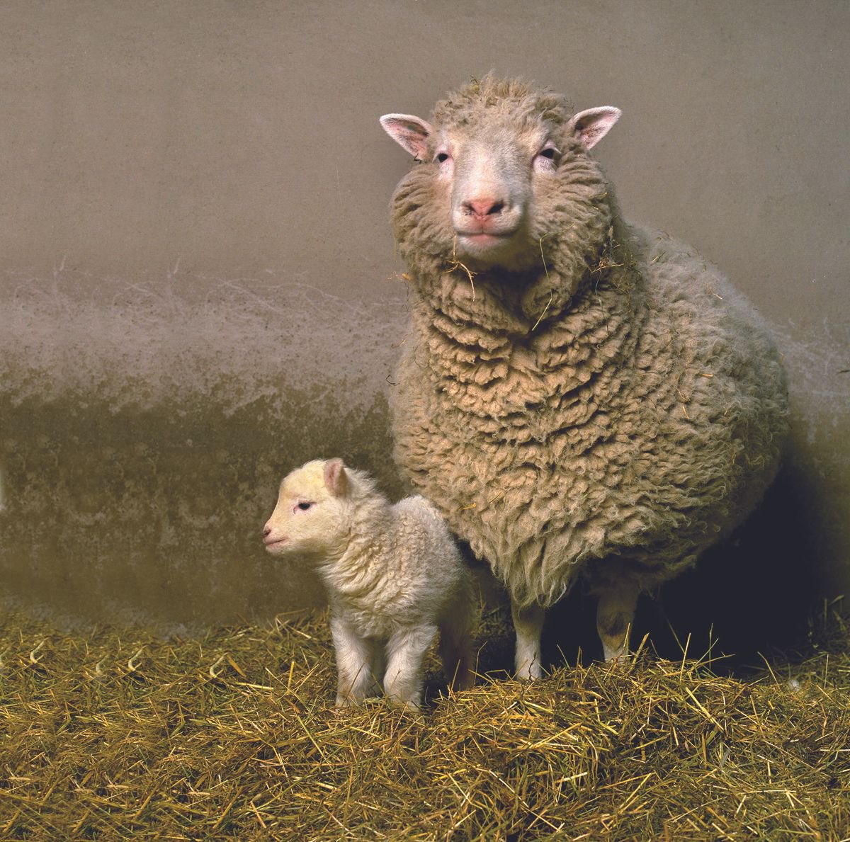 dolly is a mother to us all $dolly t.me/dollythesheeps…