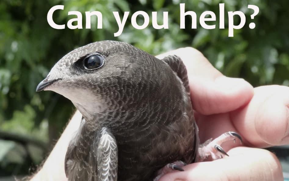 URGENT ‼️ #Exeter #Tiverton 

Swift needing picking up from EXETER (airport area) and dropped off to our rehabber in TIVERTON Junction 27. 

If you can help message the page. 

Thankyou