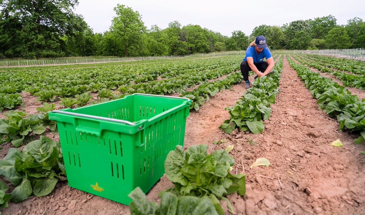 hungertaskforce's tweet photo. With 56 acres already planted at the Hunger Task Force Farm, we're set to surpass 60 acres by the end of the month! We're gearing up for a bountiful harvest of bok choy, collards, cabbage, corn and more! #farmtofoodbank #farm #farming #cabbage #corn https://t.co/BSsW1cfPue