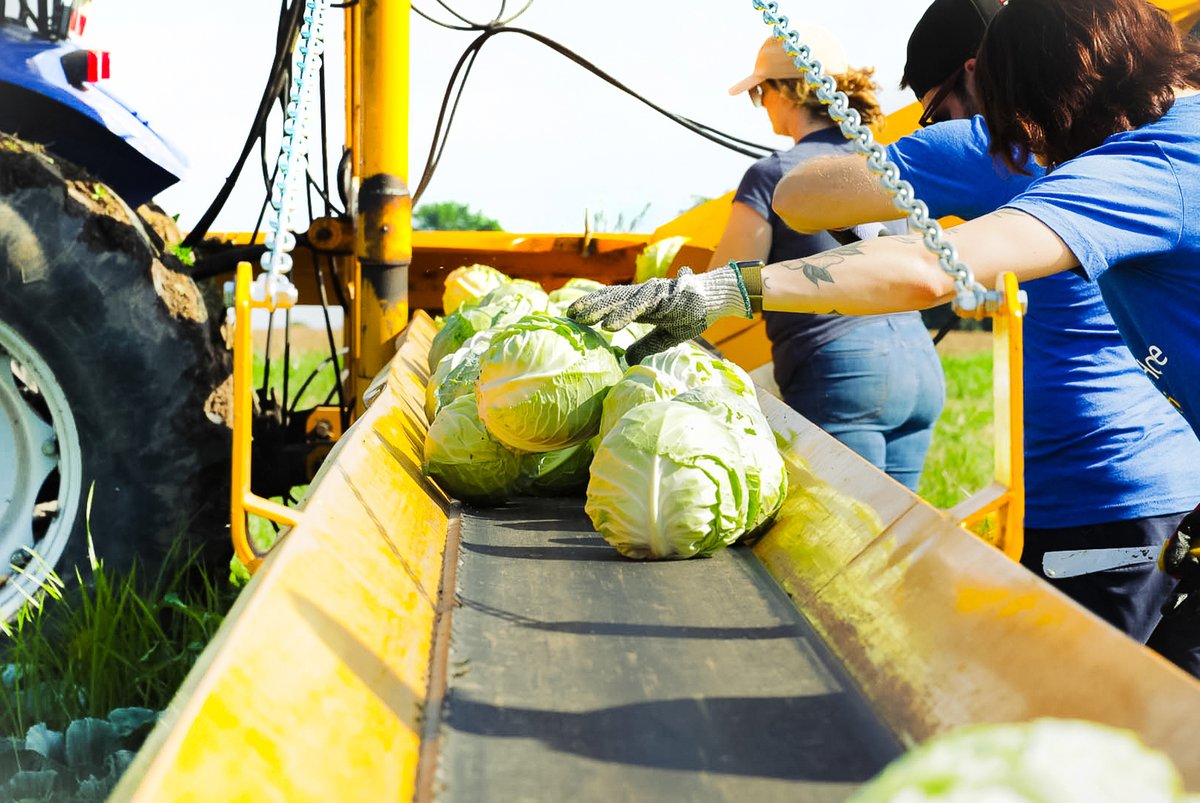 hungertaskforce's tweet photo. With 56 acres already planted at the Hunger Task Force Farm, we're set to surpass 60 acres by the end of the month! We're gearing up for a bountiful harvest of bok choy, collards, cabbage, corn and more! #farmtofoodbank #farm #farming #cabbage #corn https://t.co/BSsW1cfPue