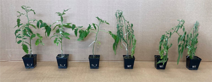 Our new paper is out: "Knock-out of SlDMR6-1 in tomato promotes drought-avoidance and increases Late Blight tolerance" 🌱🍅 Discover how gene editing boosts tomato resilience.
sciencedirect.com/science/articl…

#PlantGenetics #TomatoResearch #DroughtTolerance #NewGenomicTechniques #CRISPR