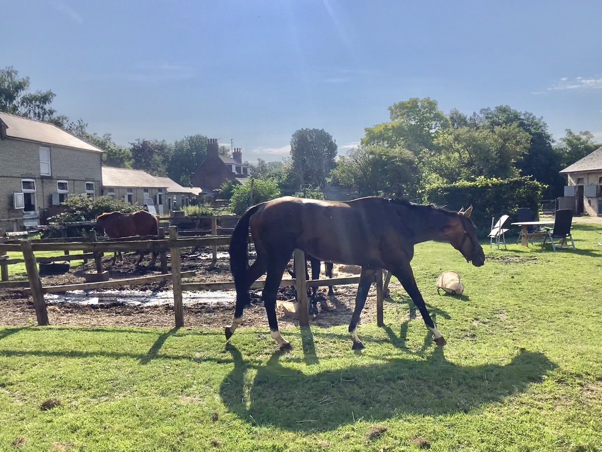 JohnWathenBerry's tweet photo. A proper summer’s day in Newmarket. I think we’ve had a mid-afternoon high of 29. Very warm from the start this morning, 16 degrees at dawn #Eljaytee #CloudyRose #HiddenPearl #Merrijig https://t.co/uAGgXkmdDb