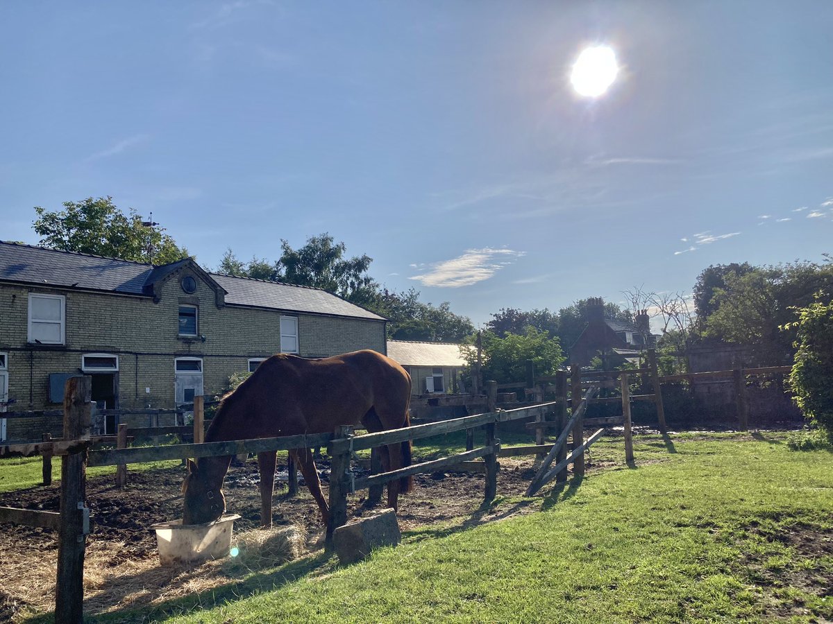 JohnWathenBerry's tweet photo. A proper summer’s day in Newmarket. I think we’ve had a mid-afternoon high of 29. Very warm from the start this morning, 16 degrees at dawn #Eljaytee #CloudyRose #HiddenPearl #Merrijig https://t.co/uAGgXkmdDb