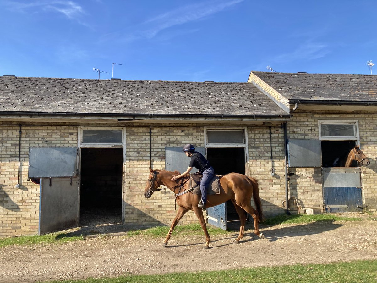 JohnWathenBerry's tweet photo. A proper summer’s day in Newmarket. I think we’ve had a mid-afternoon high of 29. Very warm from the start this morning, 16 degrees at dawn #Eljaytee #CloudyRose #HiddenPearl #Merrijig https://t.co/uAGgXkmdDb