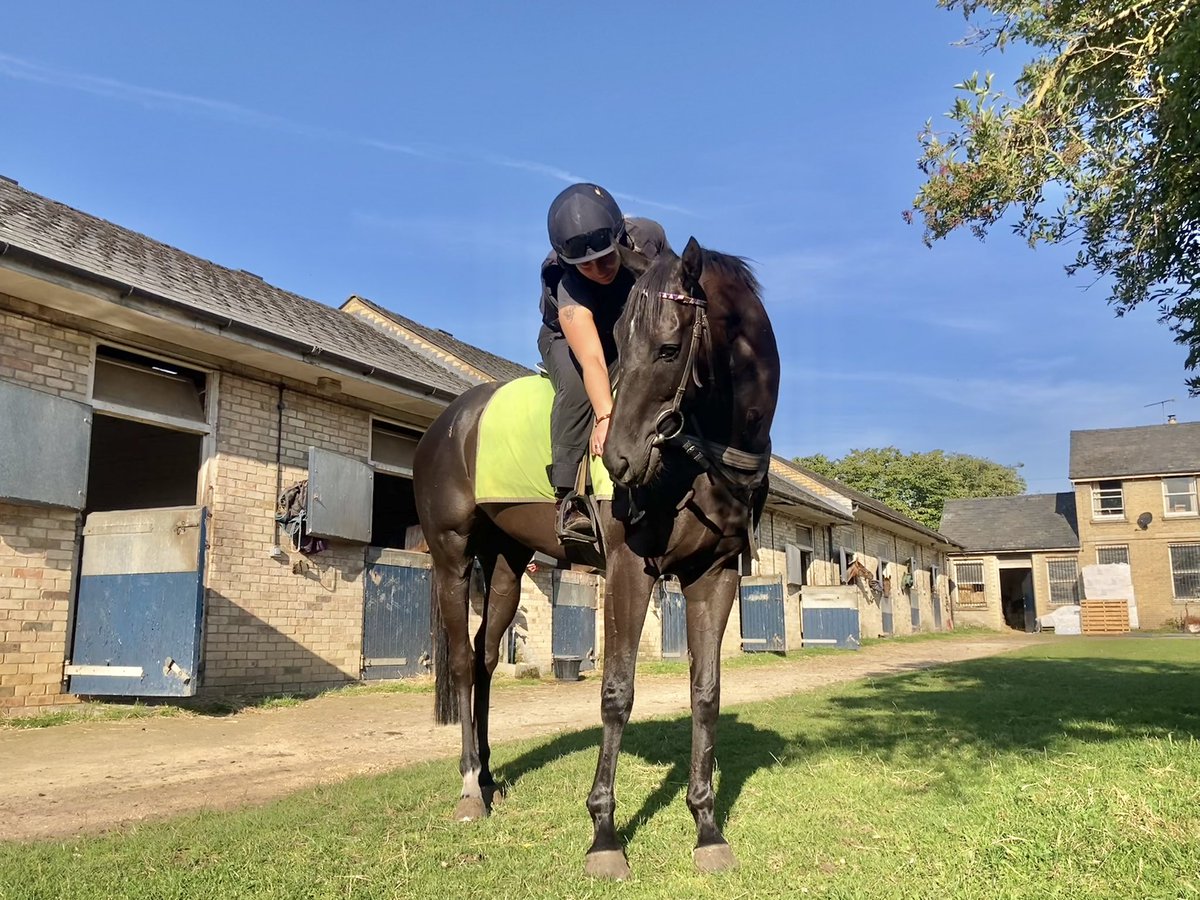 JohnWathenBerry's tweet photo. A proper summer’s day in Newmarket. I think we’ve had a mid-afternoon high of 29. Very warm from the start this morning, 16 degrees at dawn #Eljaytee #CloudyRose #HiddenPearl #Merrijig https://t.co/uAGgXkmdDb