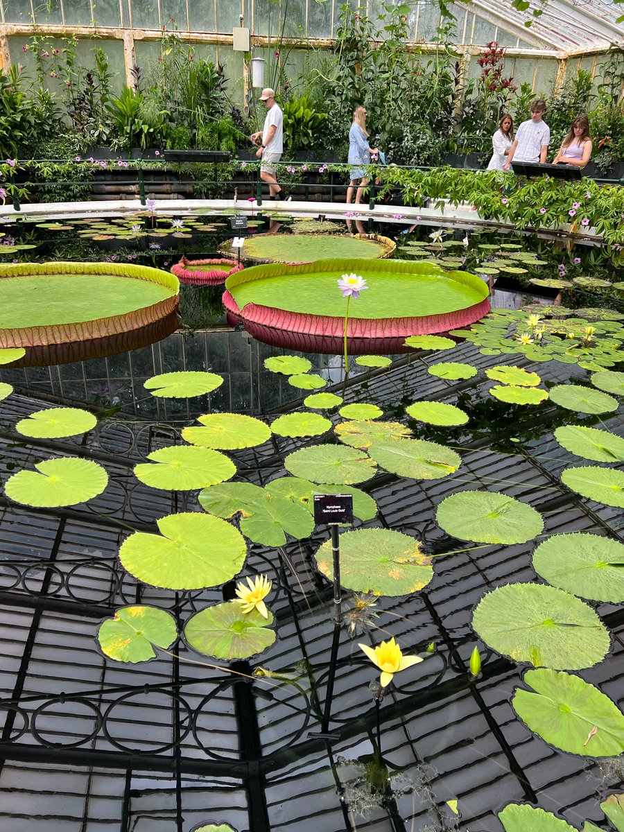 TheIWGS's tweet photo. More pics from #IWGS24 our annual symposium from Tomy Escribano -- happening this year in the UK! #watergardening #watergarden #lotus #waterlily #watergardeningmonth https://t.co/dSLy44ZMkm