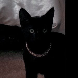 svt as cats tweet media