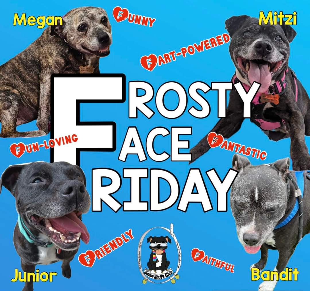 SeniorStaffy's tweet photo. Happy #frostyfacefriday from some of our Super Seniors who have joined us recently. Aren't they all absolutely beautiful 😍 
Megan, Bandit, Junior and Mitzi are all currently being assessed but will soon be looking for love ❤️ so stay tuned! 
https://t.co/Jqg7zqMCDG #TeamZay #SSC https://t.co/PkQcDyDsu2