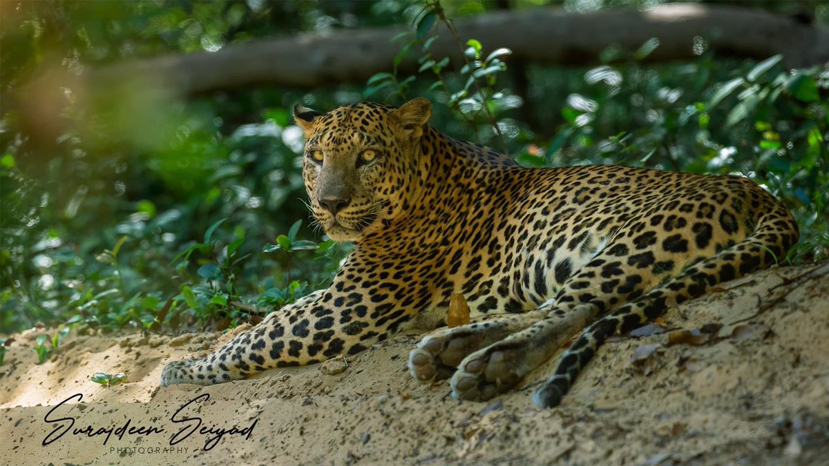 ImagingtheWilds's tweet photo. Nelumvila Male at Wilpattu National Park Sri Lanka 
 #wildlifephotos #NatureTales #photoart #Nature_Shooters #intothewild #IGNature #leopardlovers #naturegeography #wildernessat #Wilpattu #loveleopardprint #endangered #wildtrails_recent_sightings #NaturePic #ourplanet #WildPlanet https://t.co/anb84vZwIc