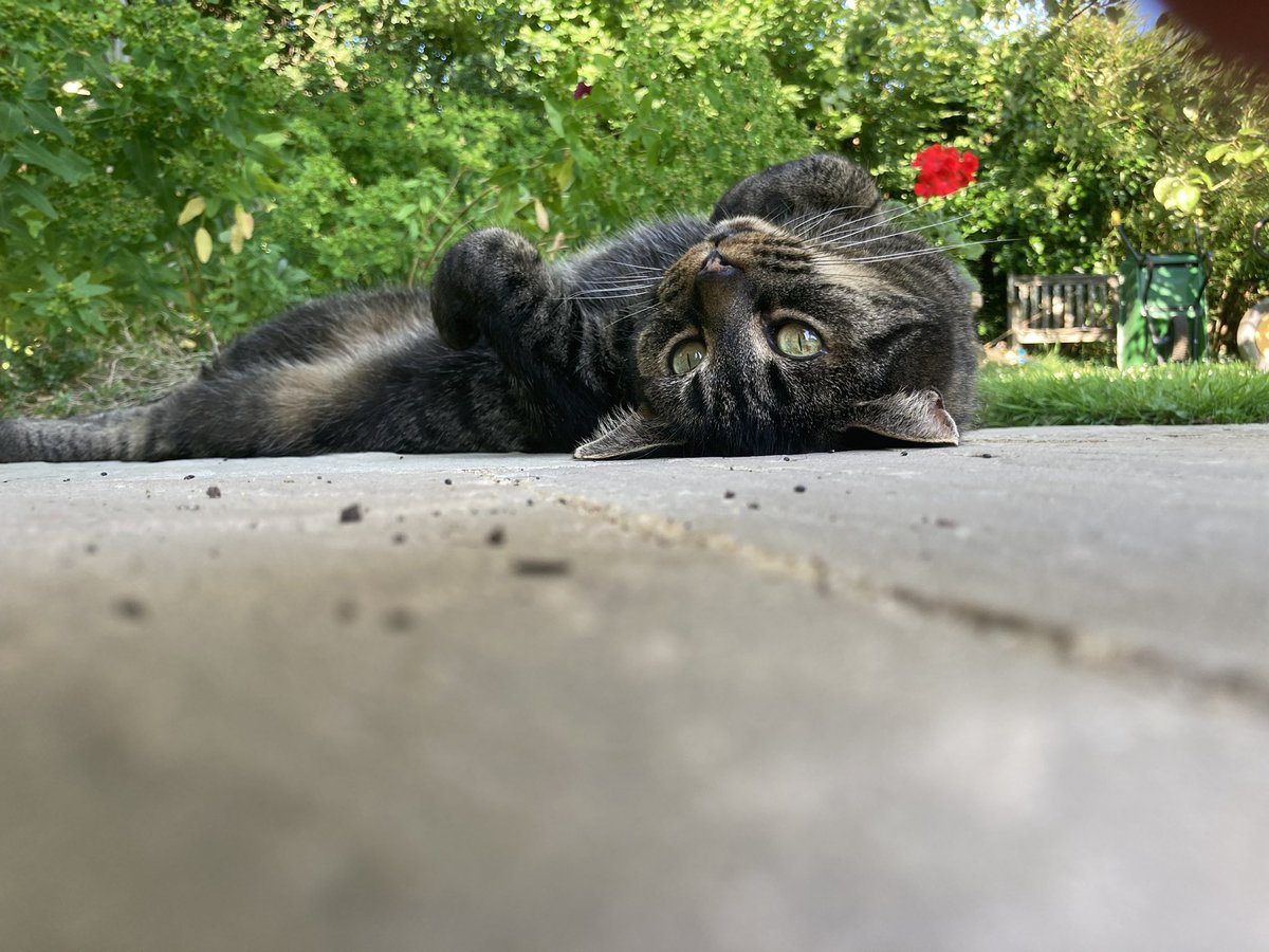 TheDavidCycling's tweet photo. #CatsOfTwitter #cats #CatsOnTwitter https://t.co/jnGofdJAwh