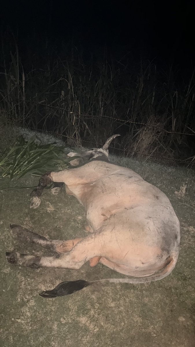 Rohit9aug's tweet photo. @AnimalWelfareRN @Aartiguptasing7 @GausewaS @JitinPrasada 
@animalhelpnow @Uppolice @Manekagandhibjp 
Please please help cow is dying in village Baira bisalpur UP
@Dept_of_AHD https://t.co/G9FzrO2NWA