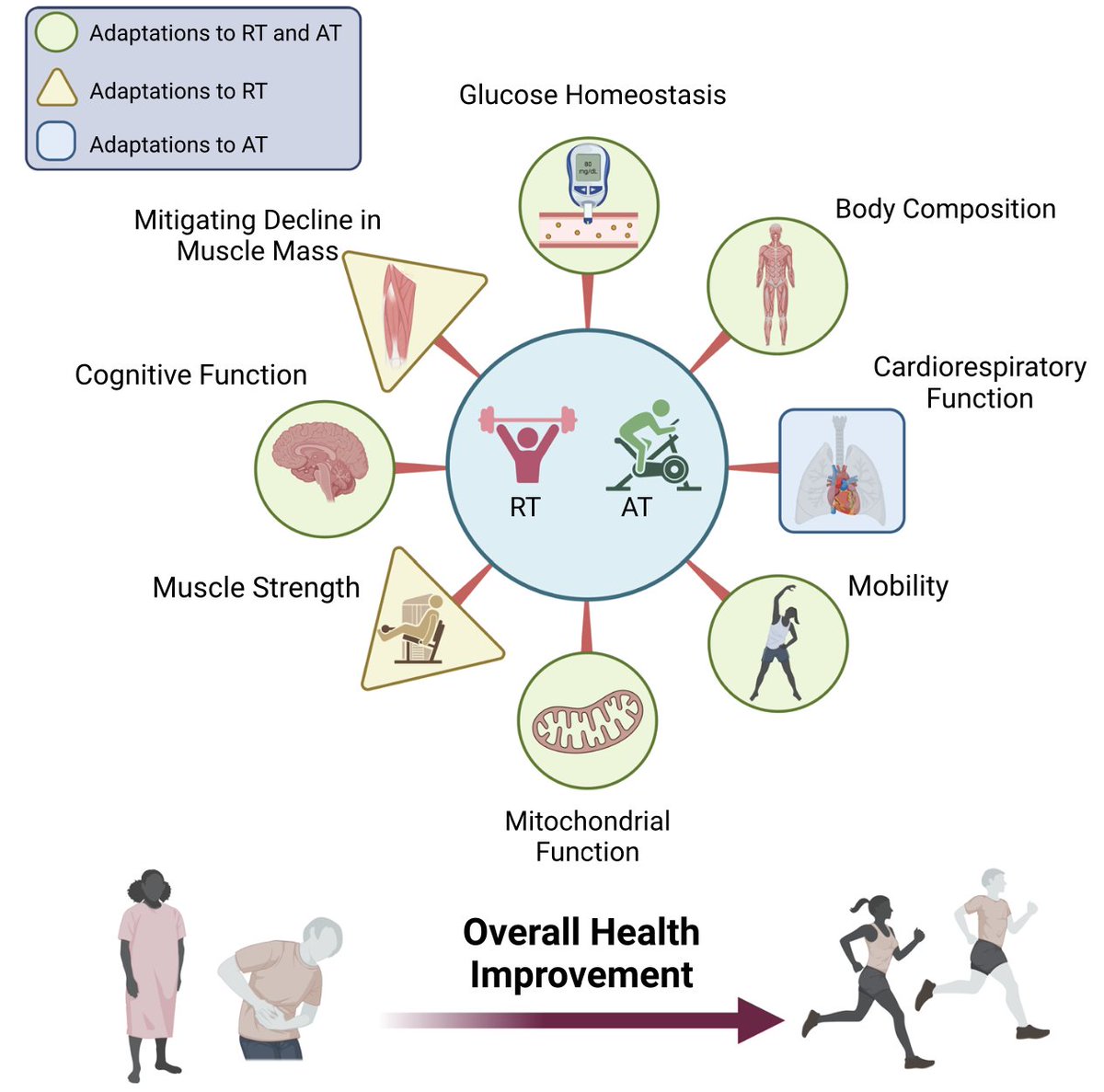 Vic_Tos19's tweet photo. Beneficios metabólicos de los ejercicios de resistencia, un elemento indispensable para el tratamiento de la desnutrición y/o obesidad.

DOI: 10.1249/ESM.0000000000000001 https://t.co/WPbkUzoos0